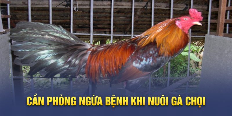 Cần phòng ngừa bệnh khi nuôi gà chọi