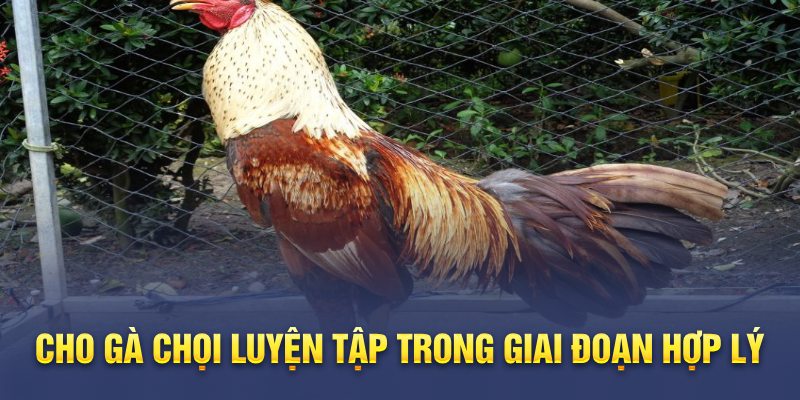 Cho gà chọi luyện tập trong giai đoạn hợp lý