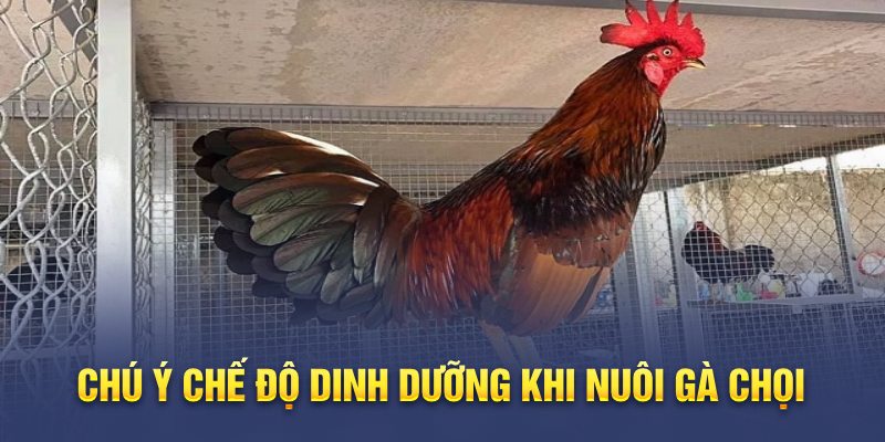 Chú ý chế độ dinh dưỡng khi nuôi gà chọi